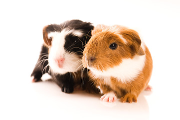 Image showing baby guinea pigs