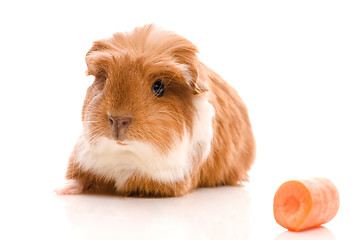 Image showing baby guinea pig