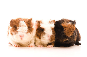 Image showing baby guinea pigs