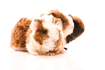 Image showing baby guinea pigs