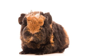 Image showing baby guinea pig