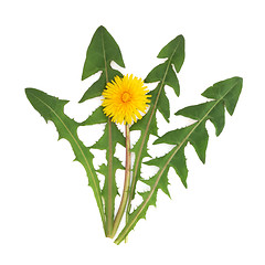 Image showing Dandelion Herb Flower