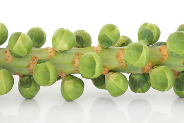 Image showing Sprouts on a Stem