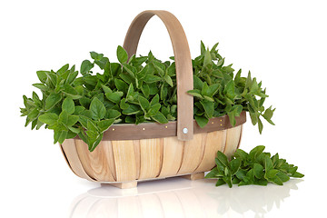 Image showing Oregano Herb  