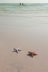 Image showing Couple of starfish on a tropical beach