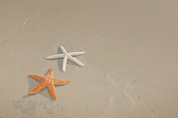 Image showing Couple of starfish on a tropical beach