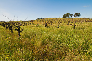 Image showing Vineyard