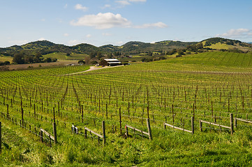 Image showing Vineyard