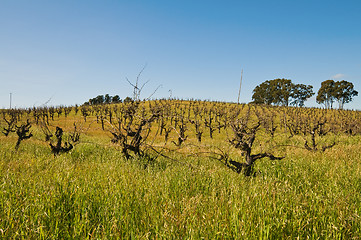 Image showing Vineyard