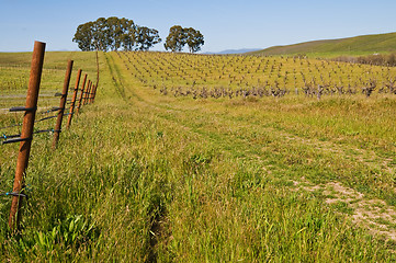 Image showing Vineyard