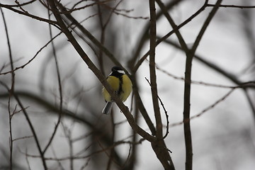 Image showing Great Tit Bird