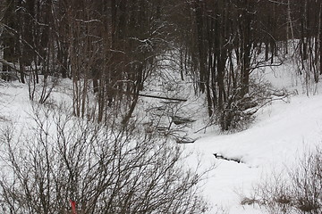 Image showing Trees in Winter