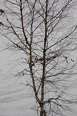 Image showing Trees in Winter