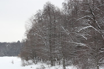 Image showing Trees in Winter
