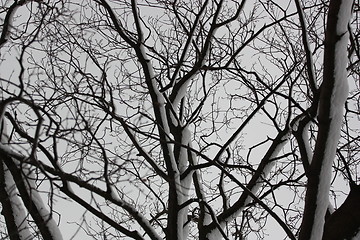 Image showing Trees in Winter