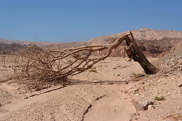 Image showing Broken acacia tree over the dry creek  in the desert 