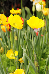 Image showing Yellow poppies