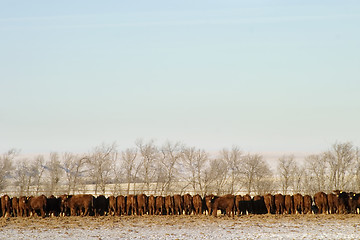 Image showing Cattle Row