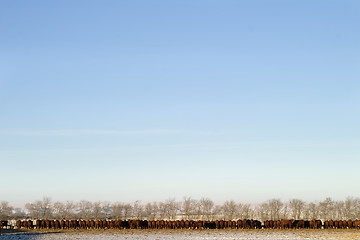 Image showing Cattle Row