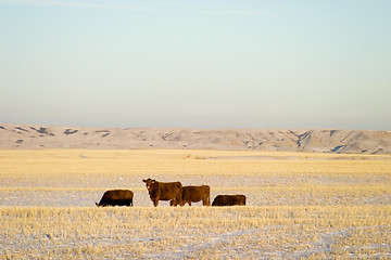 Image showing Cattle