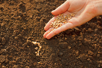 Image showing Corn sowing by hand