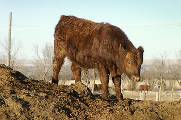 Image showing Bull Calf