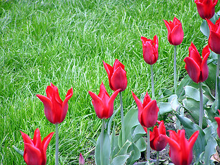 Image showing Red tulips and green grass