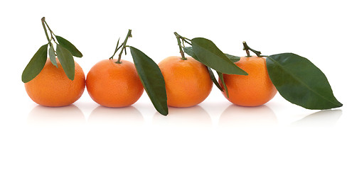 Image showing Mandarin Orange Fruit