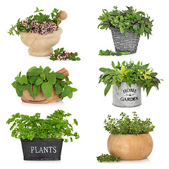 Image showing Herbs in Containers