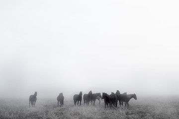 Image showing Prairie Horses