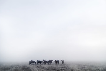 Image showing Prairie Horses