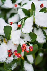 Image showing Green plant covered in snow
