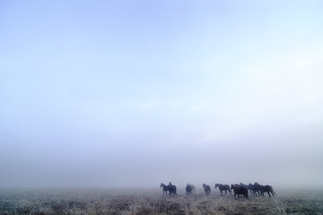 Image showing Prairie Horses