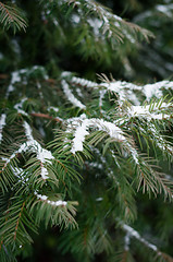 Image showing Evergreen pine covered by snow closeup