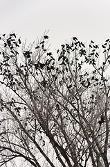 Image showing Crows on the tree
