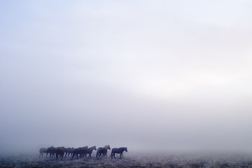 Image showing Prairie Horses