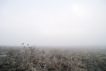 Image showing Prairie Fog
