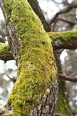 Image showing Bright Green Moss (antherocerophytes) on tree trunks