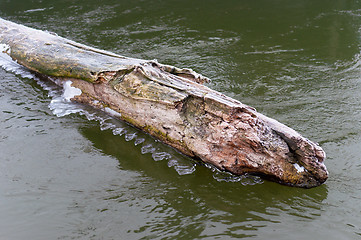 Image showing Branch in water frozen in ice