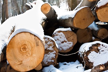Image showing Fresh logs of wood piled up with snow on them