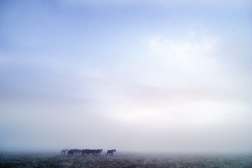 Image showing Prairie Horses