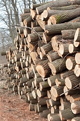 Image showing A stack of wooden logs