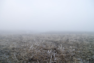Image showing Prairie Fog