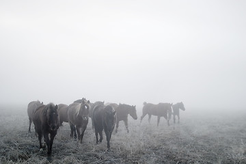 Image showing Prairie Horses