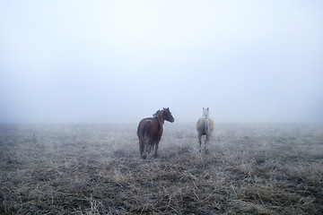 Image showing Gallping in the Mist