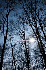 Image showing Forest against blue sky angle shot