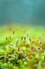 Image showing Bright green moss macro shot