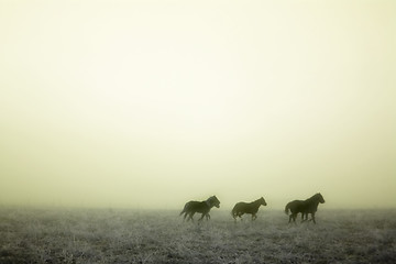 Image showing Gallping in the Mist