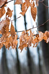 Image showing Late autumn leaves with blurry trees in background