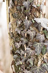 Image showing Ivy leaves on an trunk of tree